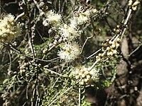 Melaleuca lanceolata