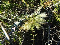 Melaleuca longistaminea