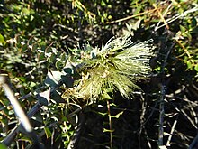 Melaleuca longistaminea (daun, bunga).JPG
