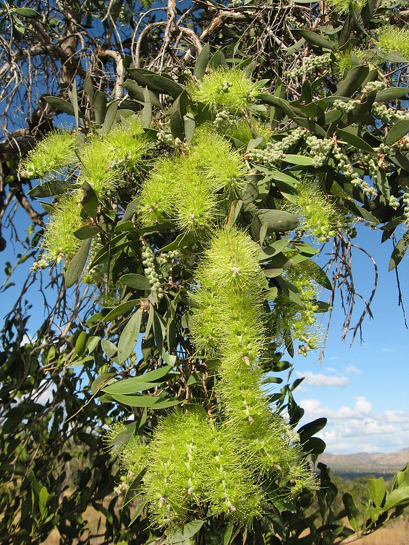 Melaleuca elliptica, Granite Bottlebrush, Granite Honey Myrtle