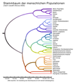 Stammbaum menschlicher Populationen