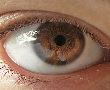 Example of a brown iris
