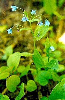 <i>Mertensia bella</i> Species of flowering plant