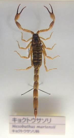 Afbeeldingsbeschrijving Mesobuthus martensii - Nationaal Museum van Natuur en Wetenschap, Tokio - DSC07145.JPG.