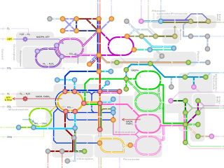 Metabolic network Set of biological pathways