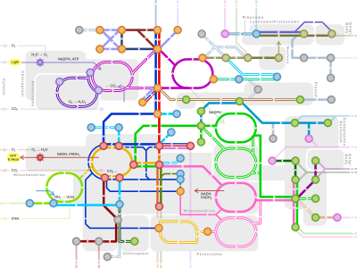 Metabolic network