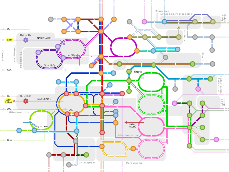 主要代謝経路の地下鉄路線図風の地図