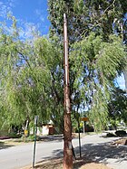 Metropolitan Sewerage Vent, Shenton Park, May 2021 01.jpg