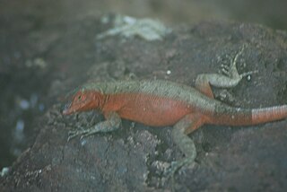 <i>Microlophus duncanensis</i> Species of lizard