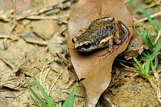 <i>Micryletta steinegeri</i> species of amphibian