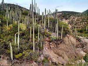 Miles de Cactus.jpg