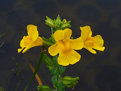 Mimulus guttatus Flowers