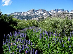 Minarets and Lupines on the Pacific Crest Trail