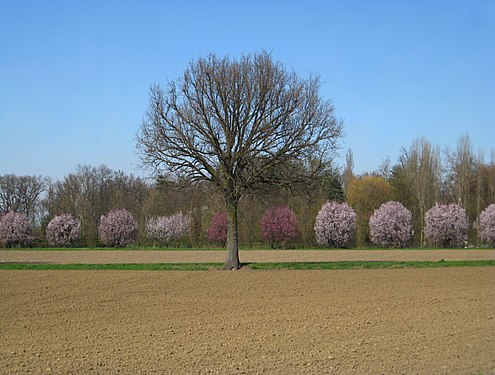 Spring in the countryside of Minerbio - Bologna (Italy)