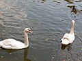 Los principales habitantes del lago de los cisnes