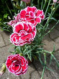 Dianthus caryophyllus