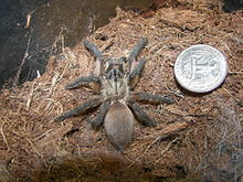 Monocentropus balfouri.jpg