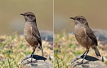 Moorland chat (Cercomela sordida sordida) composite.jpg