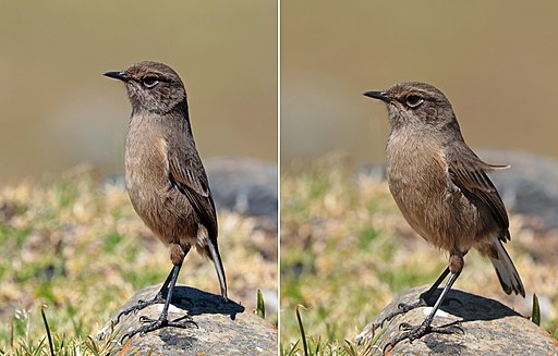 Moorland chat (Cercomela sordida sordida) composite