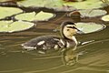More Baby Ducks (48449220031).jpg