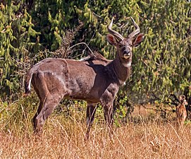 Nyala de montagne (Tragelaphus buxtoni)