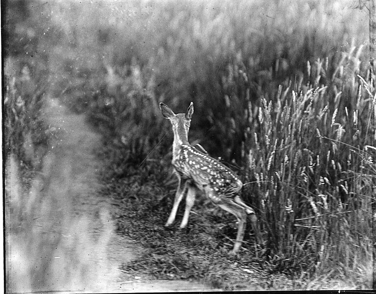 File:Mule deer fawn, Yosemite, Calif, July 10, 1928, (d5d0995613954ac2a2f741416616324c).jpg