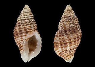 <i>Muricopsis fusiformis</i> species of mollusc