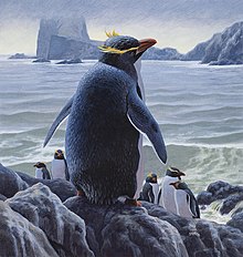 Murtha Penguin sm 800.jpg