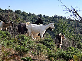 Image illustrative de l’article Corse (race caprine)