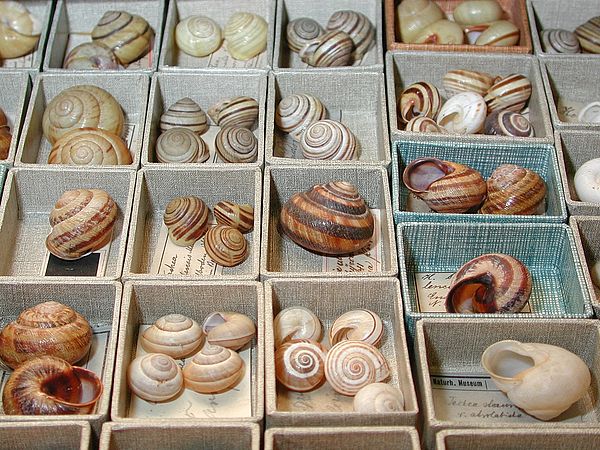 Shells of pulmonate stylommatophoran snails in a museum collection