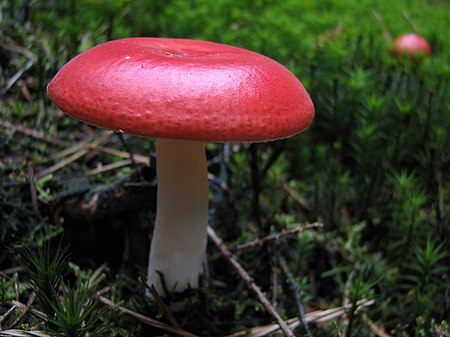 Mushroom-IMG 3304.JPG