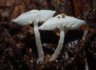 <i>Amparoina</i> Genus of fungi