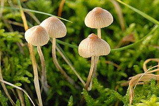 <i>Mycena flavoalba</i> species of fungus