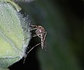 Mosquito on Hollyhock bud