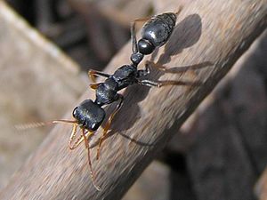 Myrmecia pilosula -Arbeiterin