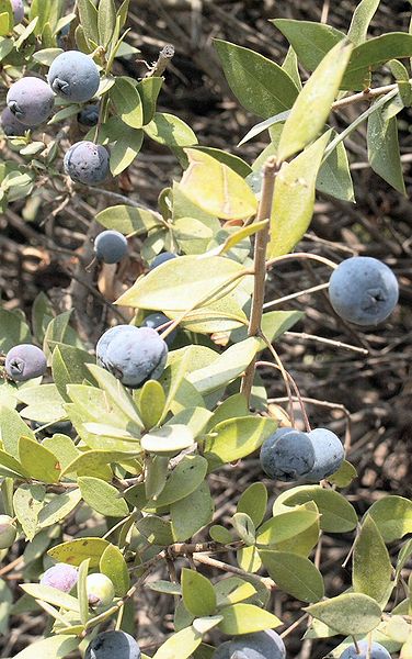 File:Myrtus fruits.jpg