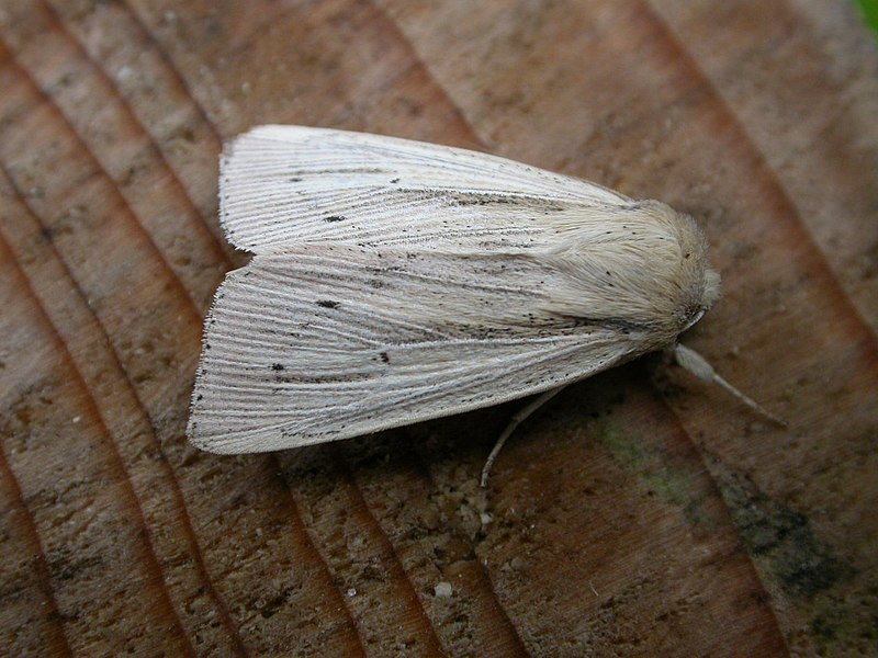 File:Mythimna straminea.jpg