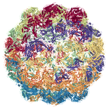 Myxococcus xanthus enkapsulinový protein (EncA) .png