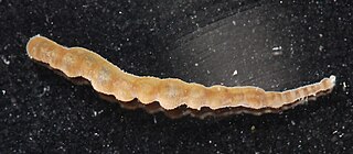 <i>Myzobdella lugubris</i> Leech species