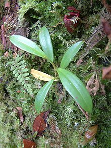 A young plant with lower pitchers N. jamban17.jpg