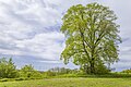 * Nomination "Lime tree at the former lineman's cottage" natural monument near Waigolshausen --Plozessor 05:33, 26 July 2024 (UTC) * Promotion  Support Good quality. --Mike1979 Russia 06:02, 26 July 2024 (UTC)