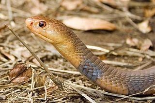 <span class="mw-page-title-main">Mali cobra</span> Species of snake