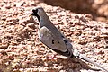 Namaqua dove-5309-2 - Flickr - Ragnhild & Neil Crawford.jpg