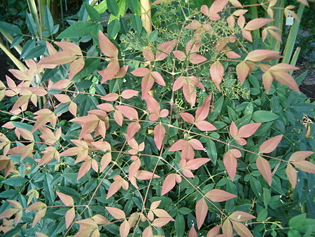 Nandina domestica BotGardBln1105Leaves.JPG