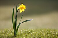 2 Round 1 votes Wild daffodil (Narcissus pseudonarcissus). Credit: Wikimedian Martin Hirtreiter.