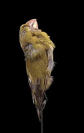 File:Naturalis Biodiversity Center - RMNH.AVES.110015 - Chloridops kona Wilson, 1888 - Kona Grosbeak - specimen - video.webm