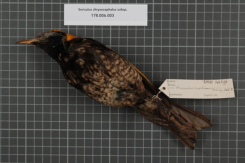 File:Naturalis Biodiversity Center - RMNH.AVES.143296 2 - Sericulus chrysocephalus subsp. - Ptilonorhynchidae - bird skin specimen.jpeg