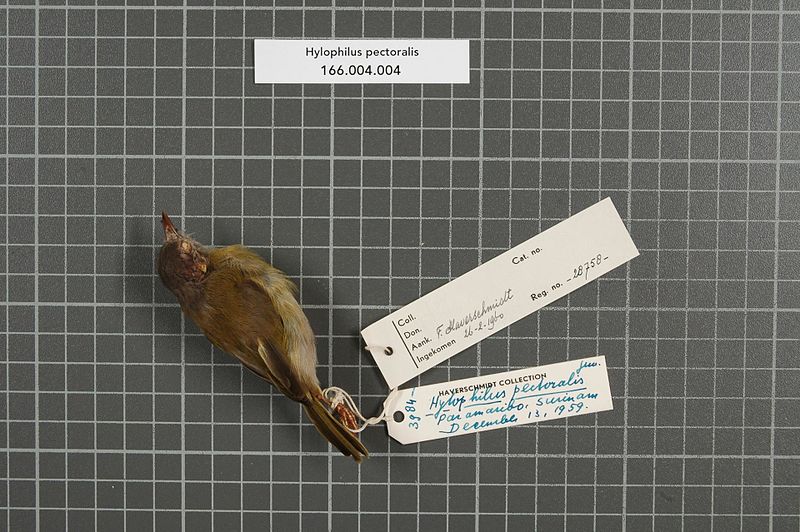 File:Naturalis Biodiversity Center - RMNH.AVES.28758 1 - Hylophilus pectoralis P.L. Sclater, 1866 - Vireonidae - bird skin specimen.jpeg
