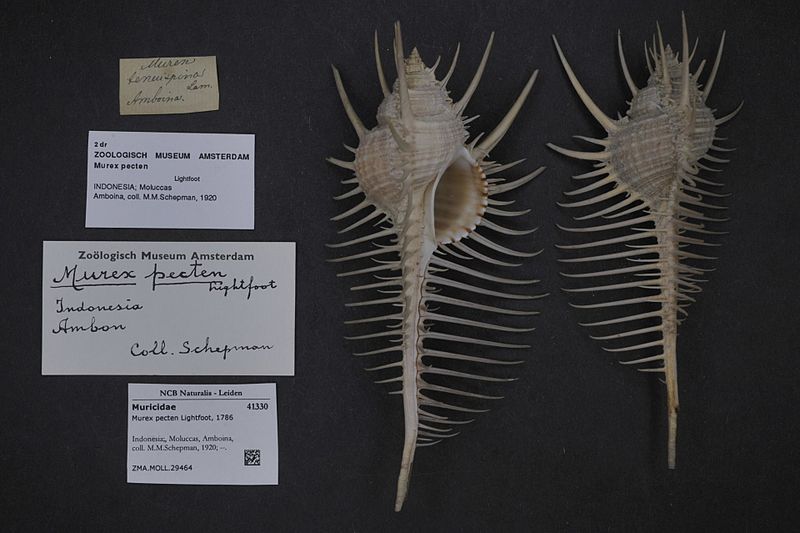 File:Naturalis Biodiversity Center - ZMA.MOLL.29464 - Murex pecten pecten Lightfoot, 1786 - Muricidae - Mollusc shell.jpeg