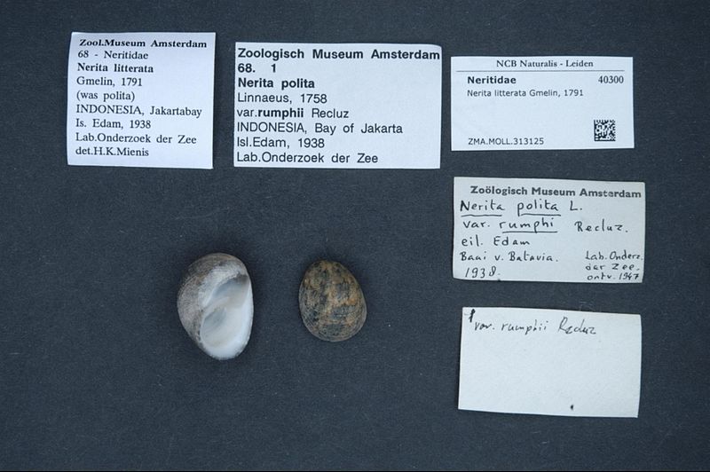 File:Naturalis Biodiversity Center - ZMA.MOLL.313125 - Nerita litterata Gmelin, 1791 - Neritidae - Mollusc shell.jpeg